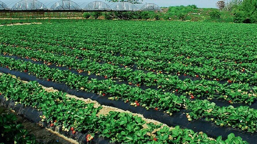 strawberry-IHC-Estambul-2018|IHC-2018-IHS|Arandanos Huelva|FRESA 31